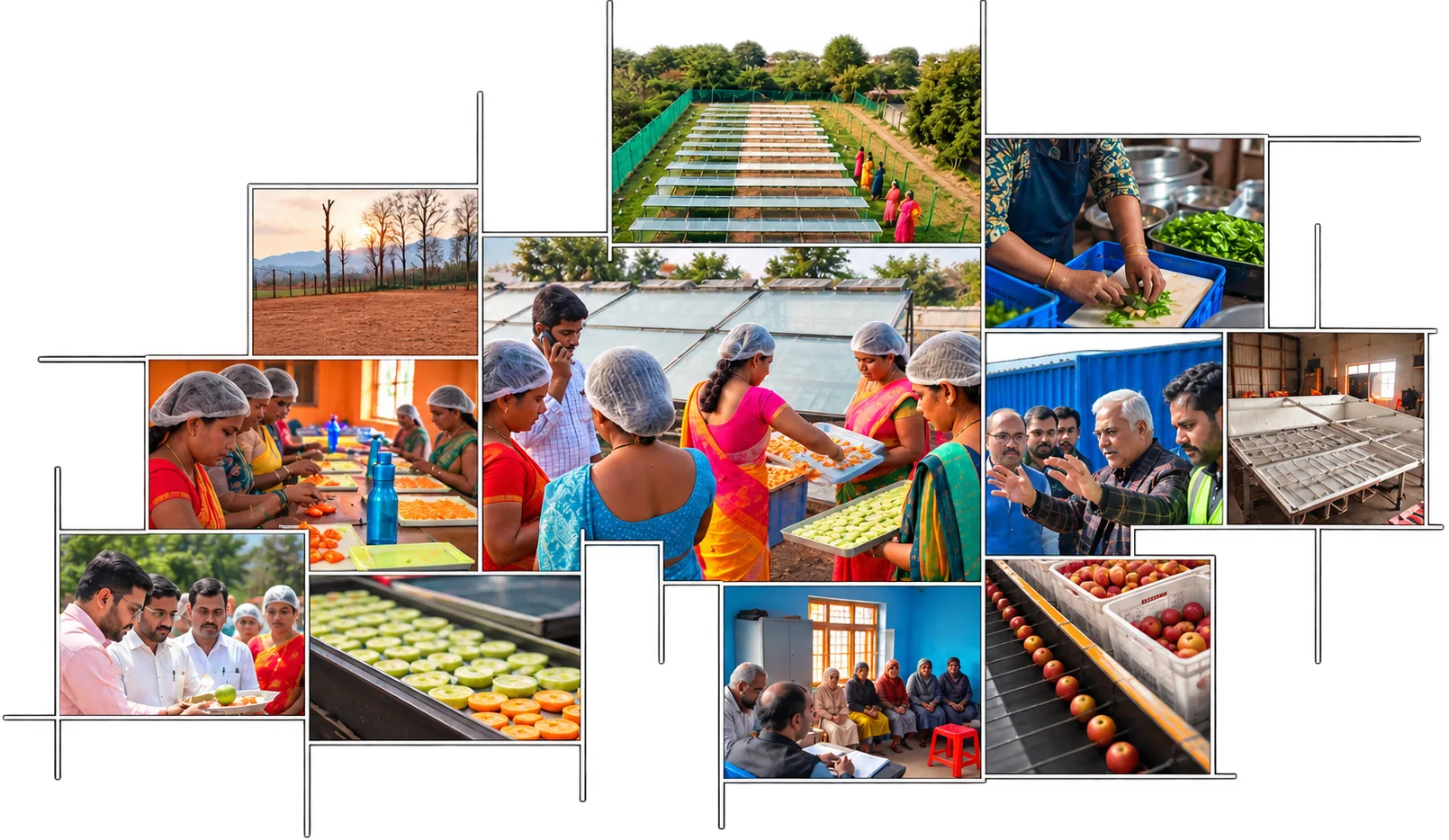 A collage of Gramonnati field work — solar dryers, women processing produce, training sessions and sorting lines