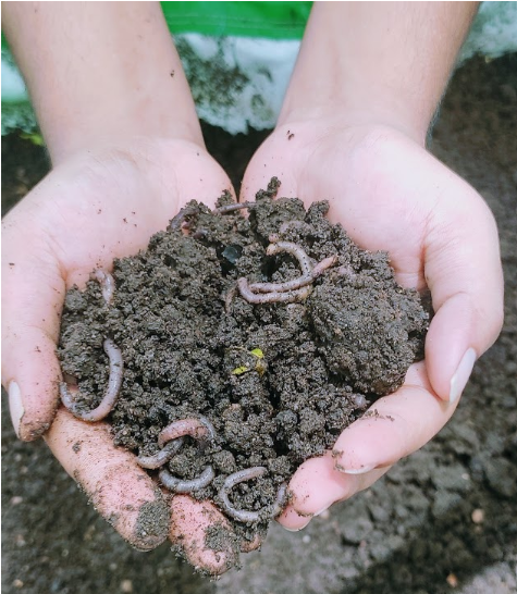 earthworms vermicompost