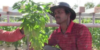 Gratitude Farms- A journey in Aquaponics & Organic Farming